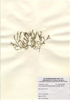 藏品(藍子藻)的圖片